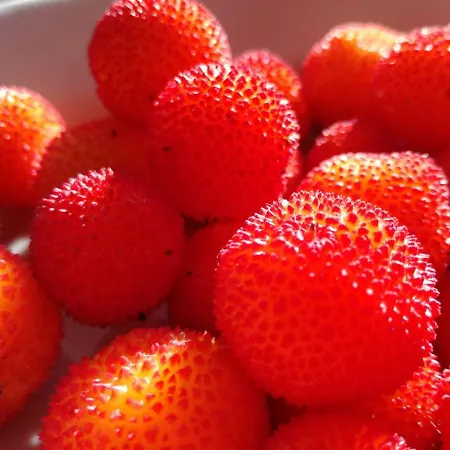 Il Tratturo Κατάλυμα σε φάρμα *